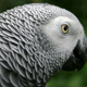 Image for article titled The scientist who pretended to be a parrot